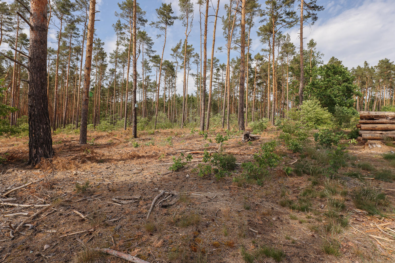 Wald hinter dem Grundstück
